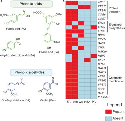 Multi-Faceted Systems Biology Approaches Present a Cellular Landscape of Phenolic Compound Inhibition in Saccharomyces cerevisiae